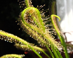 Drosera Capensis Alba - mucha złapana przez owadozerny liść rosiczki