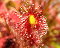 Drosera Capensis All Red - wspaniałe włoski rosiczki pokryte dużymi kroplami lepkiej cieczy