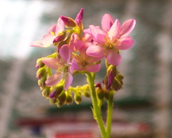 Rosiczka Capensis Typical - Kwiatostan