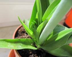 Ornithogalum Dubium