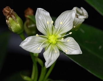 Muchołówka amerykańska - dioneae muscipula, białe kwiaty, http://commons.wikimedia.org