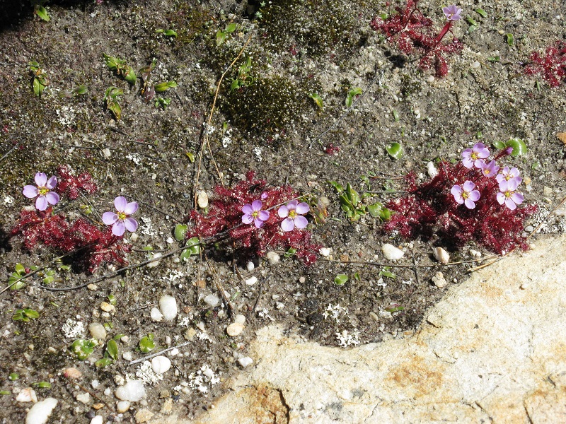 Rośliny owadożerne - Drosera Acaulis