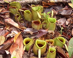 Dzbanecznik - Nepenthes