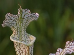 <strong>Sarracenia leucophylla Raf.</strong>  - wspaniałe kapturnice, o wysokich, pionowych dzbanach, których górna część jest wybarwiona na kolor biały, pokrytych czerwonymi żyłkami