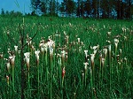<strong>Sarracenia leucophylla Raf.</strong>  - bagnista łąka opanowana przez owadożerne kapturnice