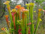 <strong>Sarracenia oreophila</strong>  - kapturnica górska, jest to roślina wieloletnia, której pionowe dzbany sięgają do 70-80cm wysokości