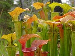 <strong>Sarracenia oreophila</strong>  - występuje na podmokrych, bagiennych i piaszczystych terenach w pobliżu lasów, rzek i strumieni