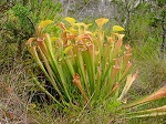 <strong>Sarracenia oreophila</strong>  - kapturnica rosnąc na otwartym, nasłonecznionym stanowisku wybarwia się przepiękną paletą kolorów: zielonego, żółtego, purpurowego, pomarańczowego i wspaniałej czerwieni