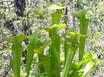 <strong>Sarracenia oreophila</strong>  - przepiękne, śmiercionośne i ujmujące zielone dzbany kapturnic
