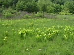<strong>Sarracenia oreophila</strong>  - bagienne siedlisko zagrożonego gatunku wspaniałych kapturnic o zielonych dzbanach