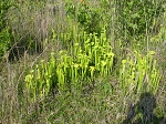 <strong>Sarracenia oreophila</strong>  - bagienne siedlisko zagrożonego gatunku wspaniałych kapturnic o zielonych dzbanach