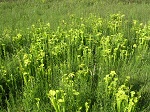<strong>Sarracenia oreophila</strong>  - grupa imponujących, zielonych kapturnic