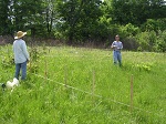 <strong>Sarracenia oreophila</strong>  - bagienne siedlisko zielonych kapturnic, monitoring populacji