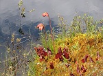 <strong>Sarracenia purpurea</strong>  - kępa pięknie wybarwionych kapturnic nad brzegiem rozlewiska, w zależności od odmiany gatunek ten osiąga rozmiar dzbanów od kilku do kilkudziesięciu centymetrów