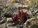 <strong>Sarracenia purpurea subsp. purpurea</strong>  - wspaniałe skupienie olśniewającej kapturnicy purpurowej wraz z kwiatem wśród skalistego podłoża