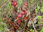 <strong>Sarracenia purpurea</strong>  - kępa kwitnących kapturnic