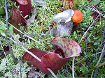 <strong>Sarracenia purpurea</strong>  - piękne kapturnice purpurowe wśród zielonych mchów i nietypowym gościem w postaci pomarańczowego grzyba