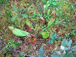 <strong>Sarracenia purpurea</strong>  - niewielkie skupienia roślin na podmokłej łące