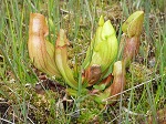 <strong>Sarracenia purpurea</strong>  - kępka roślin owadożernych na bagnistym terenie