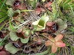 <strong>Sarracenia purpurea</strong> - urzekające rośliny z dzbanami pełnymi cieczy