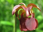 Sarracenia rubra ssp. jonesii - kolejne ujęcie wspaniałego kwiatostanu tej niesamowitej rośliny owadożernej