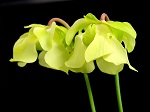 <strong>Sarracenia alata</strong> - imponujące płatki tych kwiatów nabierają wspaniałych, żółtych kolorów