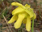 <strong>Sarracenia flava</strong> - złociste kwiaty owadożernej kapturnicy