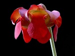 <strong>Sarracenia leucophylla</strong> - piękne, czerwone kwiaty osiągające około 5cm średnicy