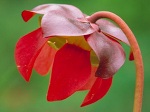 Sarracenia purpurea - widok uwieczniony z boku czerwonego kwiatostanu, zwiewnie dyboczącego na wietrze