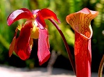 <strong>Sarracenia rubra </strong> - olbrzymi, olśniewający, rubinowy kwiat