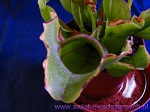 <strong>Kapturnica Purpurea ssp Venosa</strong>  - odmiana kapturnicy purpurowej