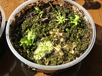 Muchołówka Amerykańska Regular Form - sadzonki liściowe muchołówek i rosiczek