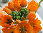 Ornithogalum Dubium