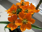 Ornithogalum Dubium