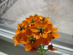 Ornithogalum Dubium