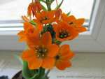 Ornithogalum Dubium