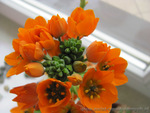 Ornithogalum Dubium