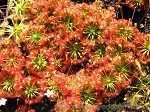 Rosiczka Pigmejska Ericksoniae - kiedy ma odpowiednie warunki hodowli, odwdzięcza się licznymi kwiatami przez okres wielu miesięcy 