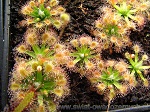 Rosiczka Pigmejska Paleacea subsp. Paleacea  - małe jest piękne! krople cieczy na liściach są bardzo efektowne i wpędzają w zdumienie niejedną osobę