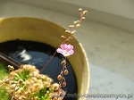 Rosiczka Pigmejska Pulchella x Nitidula - ach te kwiaty, małe, ale zachwycające, szczęśliwa rosiczka to kwitnąca rosiczka :)