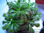 Drosera Aliciae - bardzo popularna rosiczka, wymaga dużego i intensywnego oświetlenia, aby nabrała wyjątkowych kolorów