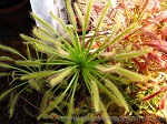 Drosera Capensis Alba - ta owadożerna roślina tworzy zdumiewające rozety liści