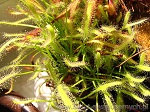 Drosera Capensis Alba - duże skupienie roślin ułatwia polowanie na niczego spodziewające się owady