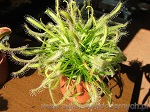 Drosera Capensis Alba - skupienie kilkunastu roślin w jednej doniczce daje imponujący widok