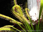 Drosera Capensis Alba - lepka ciecz na włoskach liści okazuje się skuteczną metodą polowania na owady