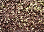 Drosera Capensis Alba - świeżo zebrane nasiona bez żadnych problemów kiełkują bardzo szybko