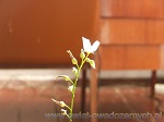 Drosera Capensis Alba - kwiaty tej rosiczki owadożernej są koloru białego, w przypadku prawidłowej hodowli rośliny te kwitną przez okrągły rok