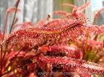 Drosera Capensis All Red - ten gatunek rosiczek w przypadku intensywnego oświetlenia wybarwia się na piękną, ognistą czerwień