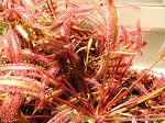 Drosera Capensis All Red - niesamowite wrażenie tworzą duże skupiska tych owadożernych roślin, im więcej okazów w doniczce, tym lepszy efekt