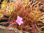 Drosera Capensis All Red - te śmiercionosne rośliny mają również cudowne kwiaty, które w przypadku sprzyjających warunków mogą pojawiać się przez cały rok